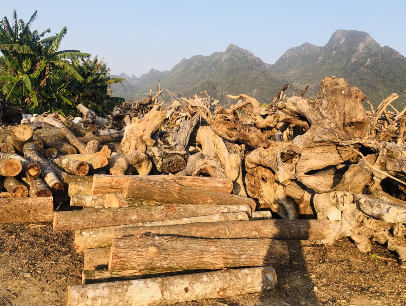 Raw timber and root stock in the TaoYuan yard